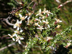 Olearia algida