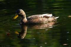 Anas platyrhynchos × fulvigula