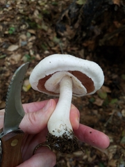 Agaricus abruptibulbus