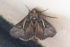 Vittaplusia vittata