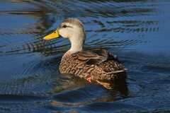 Anas platyrhynchos × fulvigula