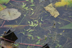 Potamogeton bicupulatus