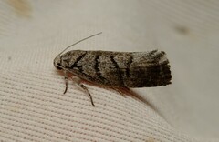 Lichenaula onychodes