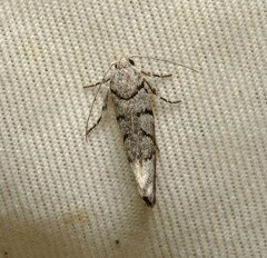 Lichenaula onychodes