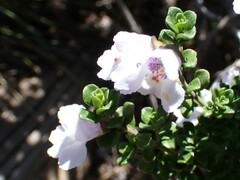 Prostanthera cuneata