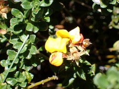 Oxylobium ellipticum