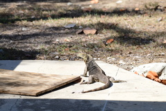 Cyclura nubila