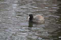 Fulica americana americana