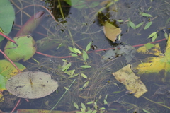Potamogeton bicupulatus