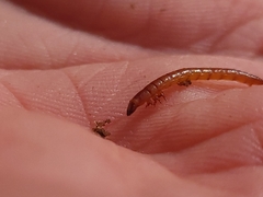 Meracantha contracta