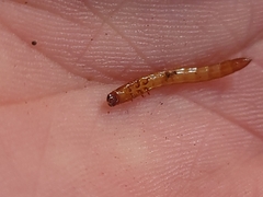 Meracantha contracta