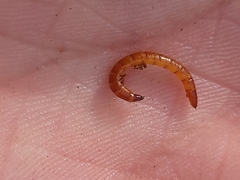 Meracantha contracta