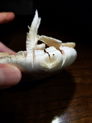 Agaricus abruptibulbus