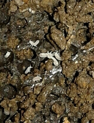 Onychiurinae