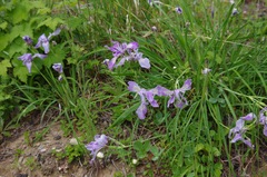 Iris tenax