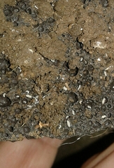 Onychiurinae