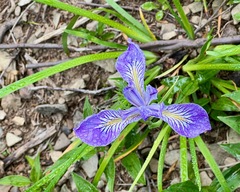 Iris tenax