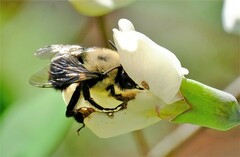 Anthophora abrupta