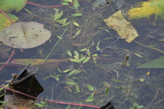 Potamogeton bicupulatus