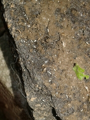 Onychiurinae