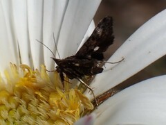 Heliothela floricola