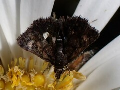 Heliothela floricola
