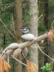 Petroica macrocephala toitoi