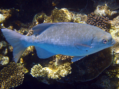 Kyphosus cinerascens