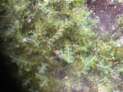 Chiloscyphus polyanthos