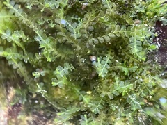 Chiloscyphus polyanthos