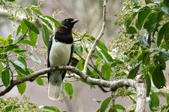 Cyanocorax cristatellus