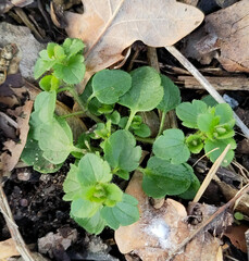 Veronica hederifolia-sublobata-triloba