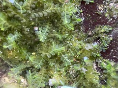 Chiloscyphus polyanthos