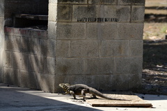 Cyclura nubila