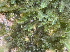 Chiloscyphus polyanthos