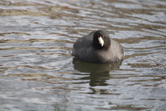 Fulica americana americana