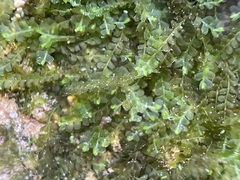 Chiloscyphus polyanthos