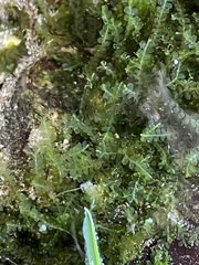 Chiloscyphus polyanthos