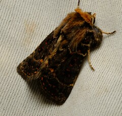 Proteuxoa sanguinipuncta