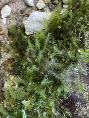 Chiloscyphus polyanthos