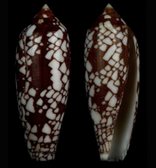 Conus michelcharlesi