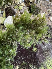 Chiloscyphus polyanthos