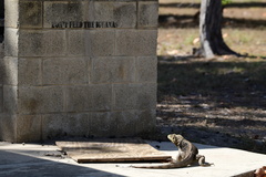 Cyclura nubila