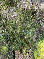 Chiloscyphus polyanthos