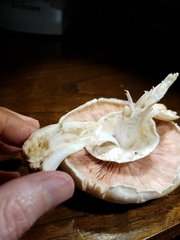Agaricus abruptibulbus