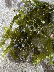 Chiloscyphus polyanthos