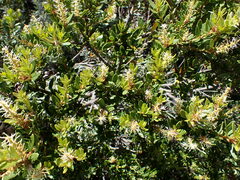 Orites lancifolius