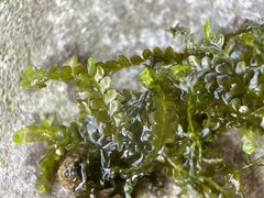 Chiloscyphus polyanthos