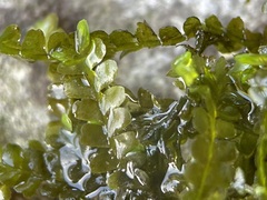 Chiloscyphus polyanthos