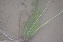 Schoenoplectus subterminalis